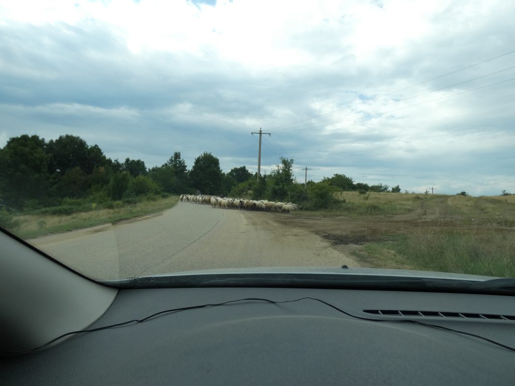 turma de oi pe sosea podișul mehedinți