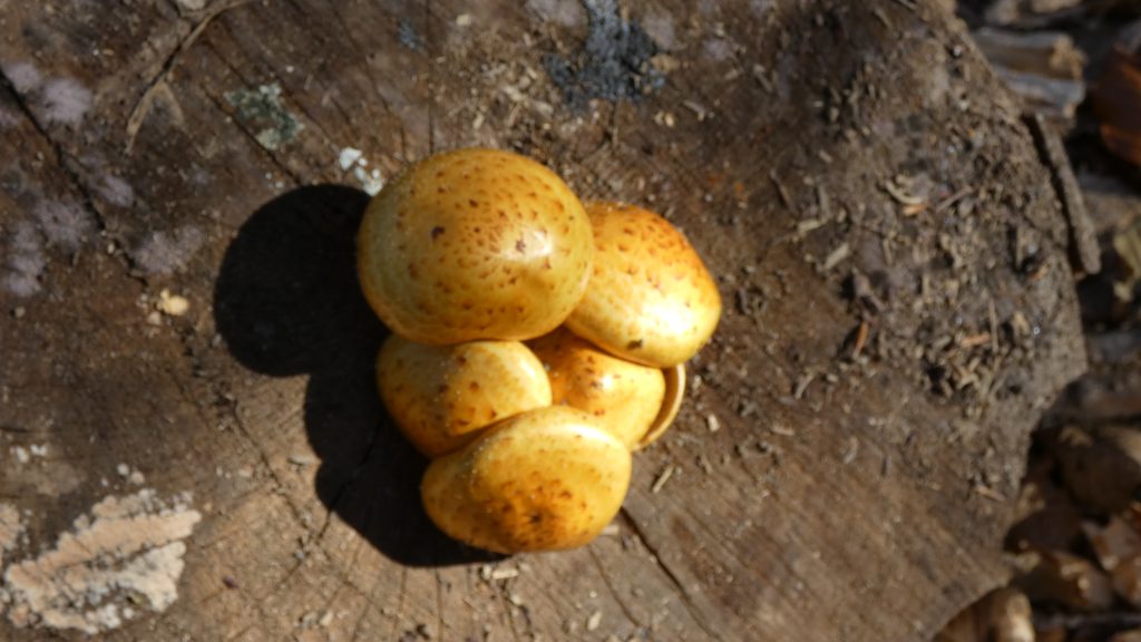 Ghebe false la Cota 0 pe Drumul Regelui