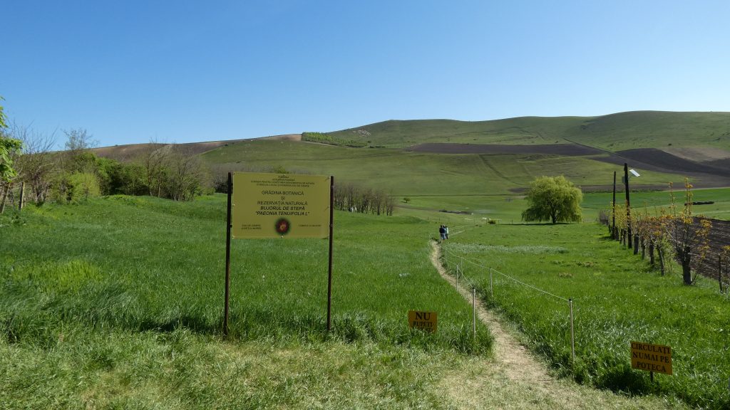 Rezervașia de bujori de stepă Zau de Campie